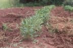 Vigna subterranea
