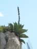 Agave salmiana