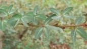 Pithecellobium dulce