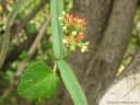 Cissus quadrangularis