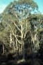 Eucalyptus globulus