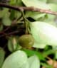 Margaritaria anomala