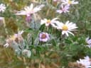 Athrixia phylicoides