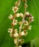 Dioscorea schimperiana