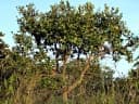 Styrax ferrugineus