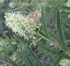 Boscia angustifolia