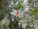 Harrisonia abyssinica