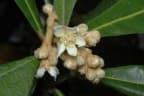 Eriobotrya japonica