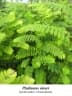 Phyllanthus niruri