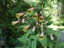Bomarea edulis