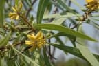 Persoonia falcata