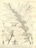 Grewia mollis