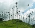 Ceroxylon quindiuense