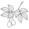 Prioria copaifera