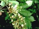 Terminalia amazonia