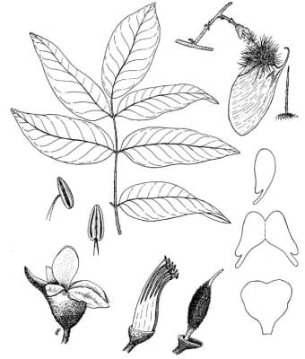 Centrolobium yavizanum