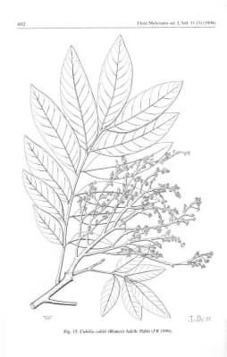 Cubilia cubili