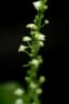 Erythrococca anomala