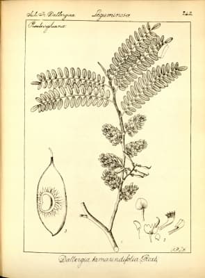 Dalbergia pinnata