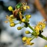 Bursera simaruba