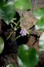 Monochoria hastata