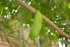 Saraca asoca