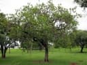 Annona crassiflora