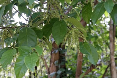 Crypteronia paniculata