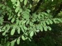 Dalbergia purpurascens