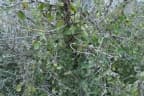 Cissampelos capensis