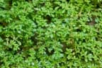 Pilea microphylla