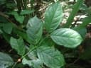 Aidia micrantha