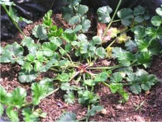 Pimpinella pruatjan