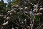 Parinari excelsa