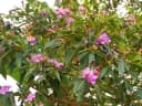 Melastoma malabathricum