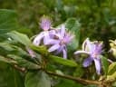 Grewia similis