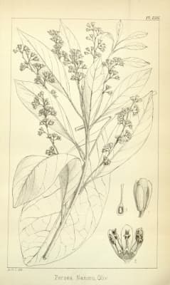 Machilus nanmu