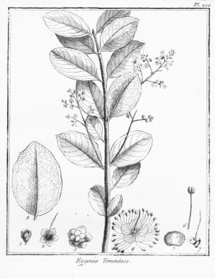 Myrcia tomentosa