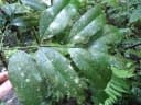 Pilocarpus pennatifolius