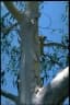 Eucalyptus alba