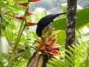 Costus guanaiensis