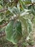Byrsonima verbascifolia