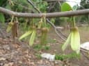 Annona cherimola