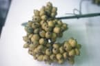 Calamus ornatus