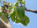 Sterculia striata