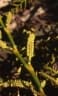 Calamus wailong