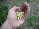 Psidium sartorianum