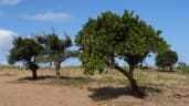 Garcinia livingstonei