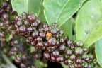 Casearia sylvestris
