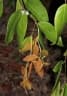 Cynometra ramiflora